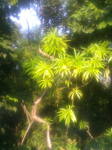 There were nice flowers in the trees.